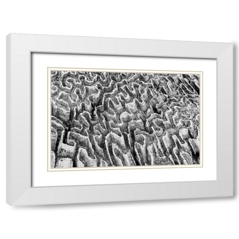 Bahamas, Little Exuma Island Coral close-up White Modern Wood Framed Art Print with Double Matting by Paulson, Don