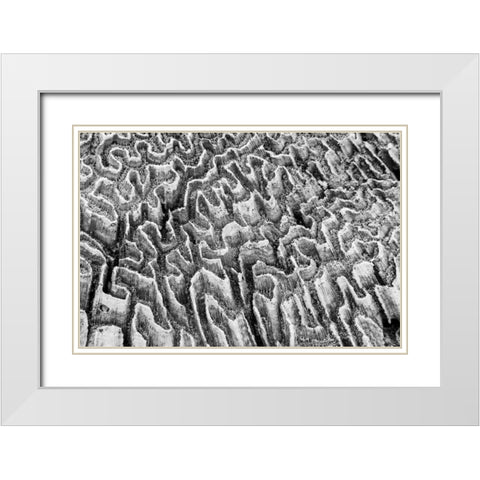 Bahamas, Little Exuma Island Coral close-up White Modern Wood Framed Art Print with Double Matting by Paulson, Don