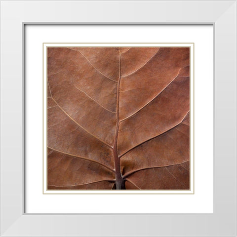 Bahamas, Little Exuma Island Sea grape leaf White Modern Wood Framed Art Print with Double Matting by Paulson, Don