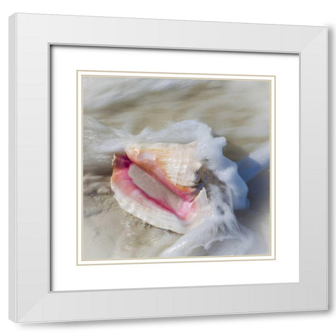 Bahamas, Little Exuma Island Conch shell in surf White Modern Wood Framed Art Print with Double Matting by Paulson, Don