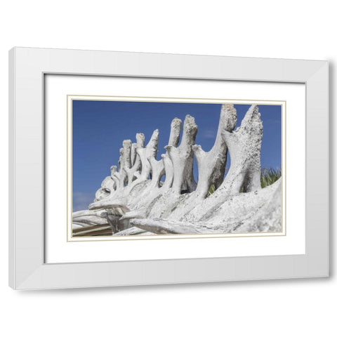 Bahamas, Exuma Island Sperm whale bones White Modern Wood Framed Art Print with Double Matting by Paulson, Don