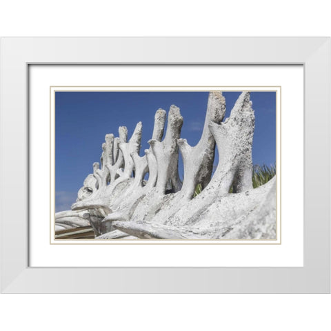 Bahamas, Exuma Island Sperm whale bones White Modern Wood Framed Art Print with Double Matting by Paulson, Don