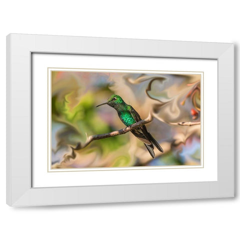 Cuba. An artistic rendering of a bee hummingbird. White Modern Wood Framed Art Print with Double Matting by Muir, Janet