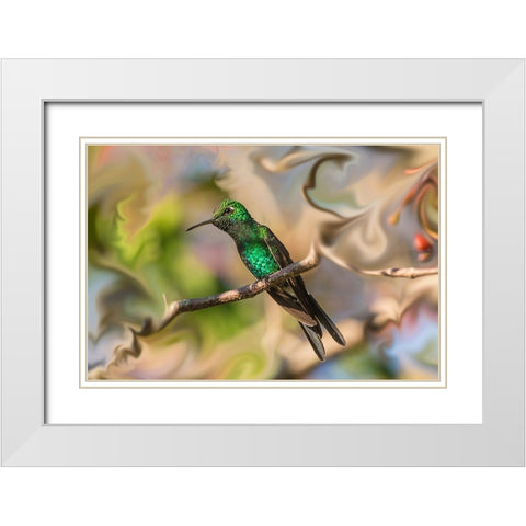 Cuba. An artistic rendering of a bee hummingbird. White Modern Wood Framed Art Print with Double Matting by Muir, Janet