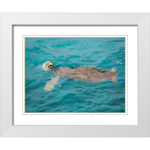 Caribbean-Grenada-Tobago Cays Green sea turtle in water White Modern Wood Framed Art Print with Double Matting by Jaynes Gallery