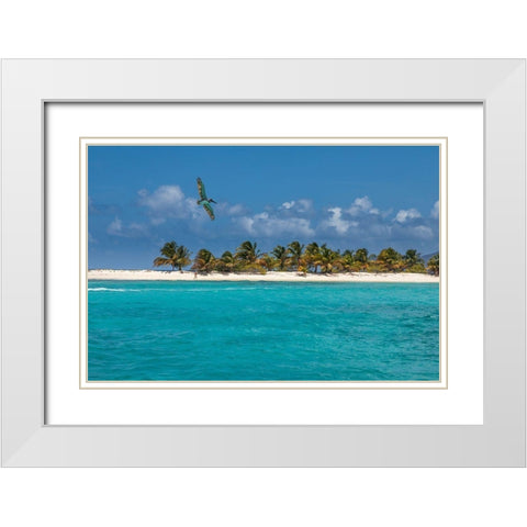 Caribbean-Grenada-Sandy Island Pelican flies over ocean shore White Modern Wood Framed Art Print with Double Matting by Jaynes Gallery
