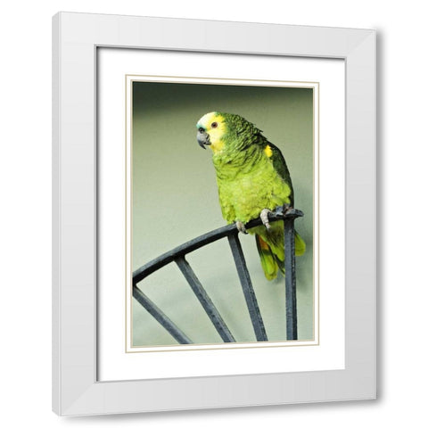 Puerto Rico A green parrot on Vieques island White Modern Wood Framed Art Print with Double Matting by Flaherty, Dennis