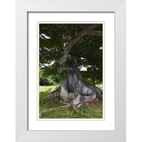 Puerto Rico, Viegues Island Ceiba tree White Modern Wood Framed Art Print with Double Matting by Flaherty, Dennis
