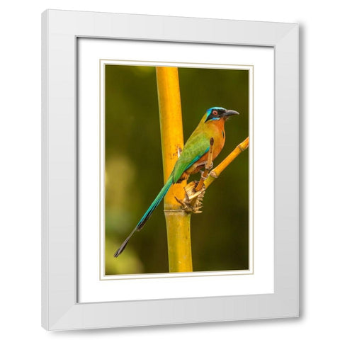 Caribbean-Tobago Motmot bird on limb  White Modern Wood Framed Art Print with Double Matting by Jaynes Gallery