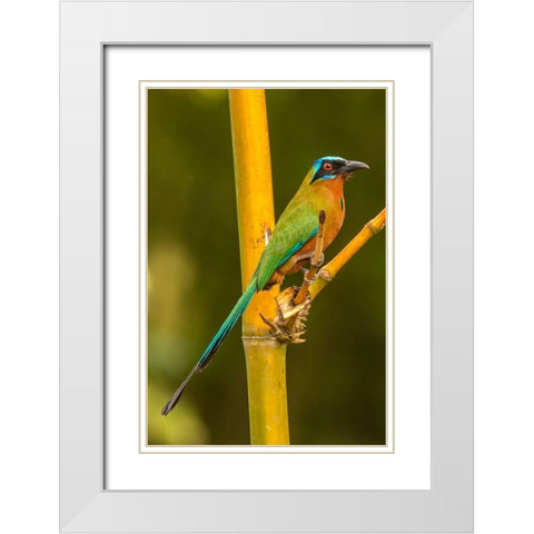 Caribbean-Tobago Motmot bird on limb  White Modern Wood Framed Art Print with Double Matting by Jaynes Gallery