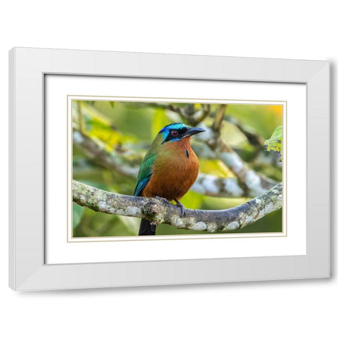 Caribbean-Tobago Motmot bird on limb  White Modern Wood Framed Art Print with Double Matting by Jaynes Gallery