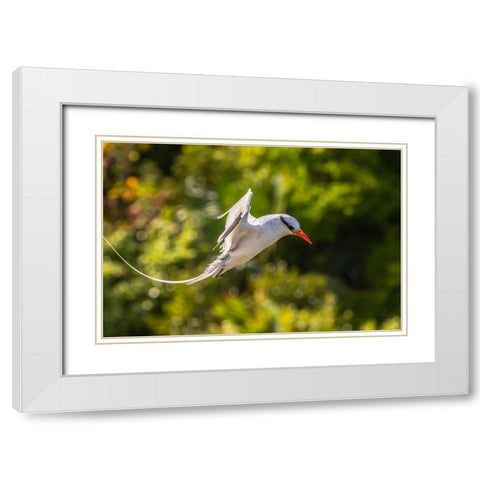 Caribbean-Little Tobago Island Red-billed tropicbird in flight  White Modern Wood Framed Art Print with Double Matting by Jaynes Gallery