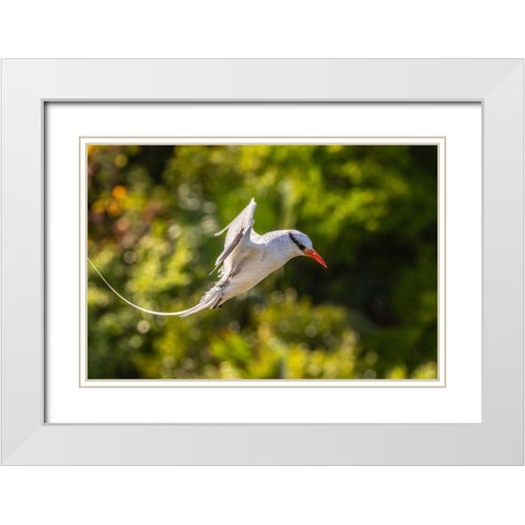 Caribbean-Little Tobago Island Red-billed tropicbird in flight  White Modern Wood Framed Art Print with Double Matting by Jaynes Gallery