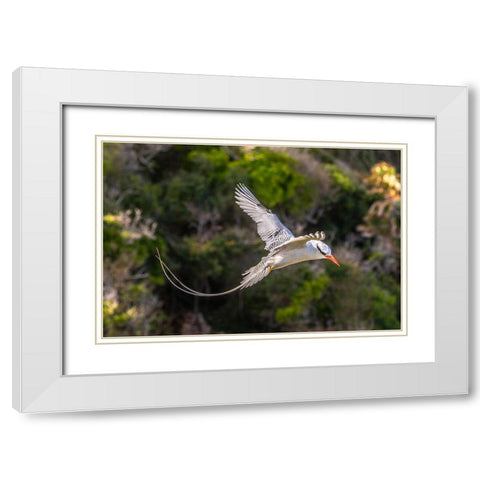 Caribbean-Little Tobago Island Red-billed tropicbird in flight  White Modern Wood Framed Art Print with Double Matting by Jaynes Gallery