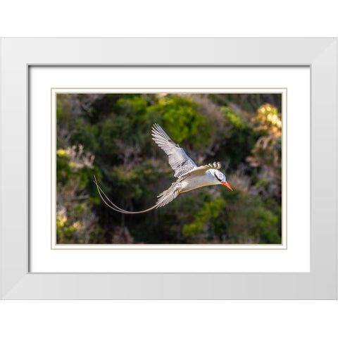 Caribbean-Little Tobago Island Red-billed tropicbird in flight  White Modern Wood Framed Art Print with Double Matting by Jaynes Gallery
