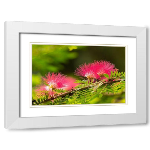 Caribbean-Trinidad-Asa Wright Nature Center Mimosa blossoms close-up  White Modern Wood Framed Art Print with Double Matting by Jaynes Gallery