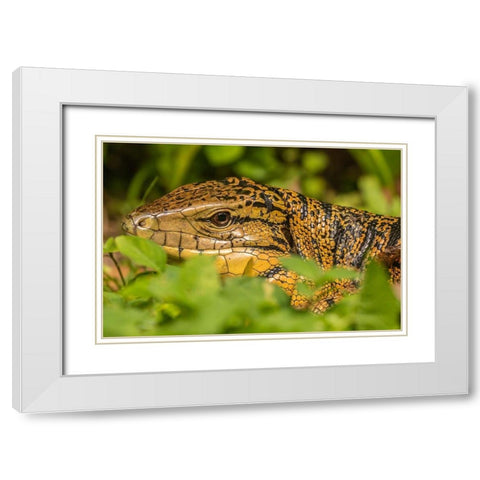 Caribbean-Trinidad-Asa Wright Nature Center Tegu lizard close-up  White Modern Wood Framed Art Print with Double Matting by Jaynes Gallery