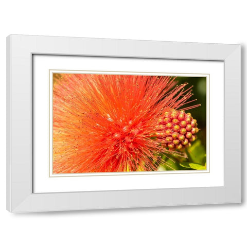 Caribbean-Trinidad-Asa Wright Nature Center Mimosa blossom and buds close-up  White Modern Wood Framed Art Print with Double Matting by Jaynes Gallery
