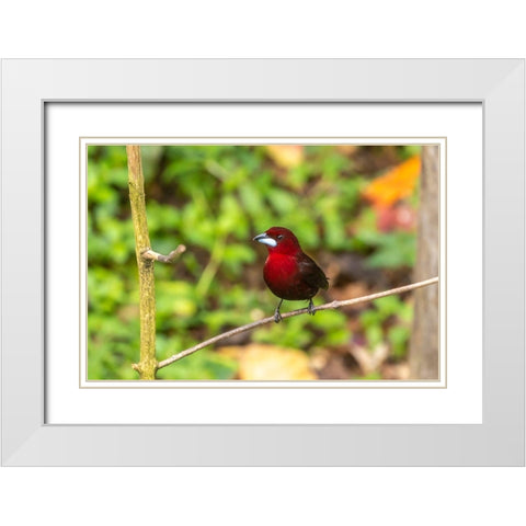 Caribbean-Trinidad-Asa Wright Nature Center Silver-beaked tanager bird on limb  White Modern Wood Framed Art Print with Double Matting by Jaynes Gallery