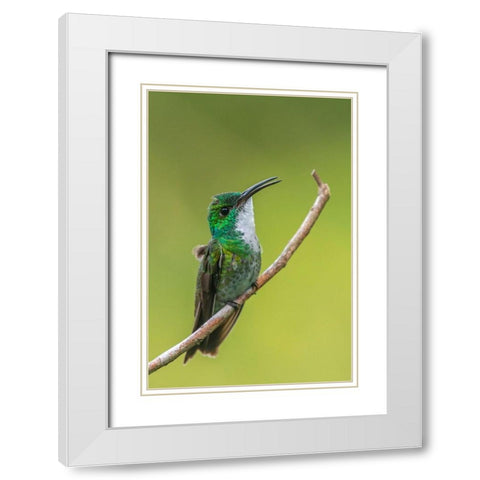 Caribbean-Trinidad-Asa Wright Nature Center White-chested emerald hummingbird on limb  White Modern Wood Framed Art Print with Double Matting by Jaynes Gallery