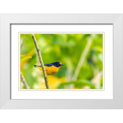 Caribbean-Trinidad-Asa Wright Nature Center Euphonia bird on limb  White Modern Wood Framed Art Print with Double Matting by Jaynes Gallery