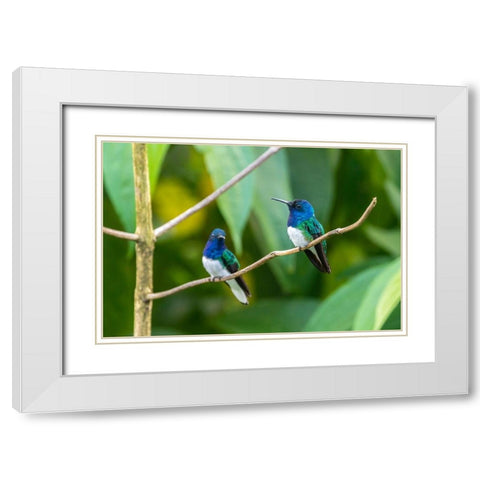 Caribbean-Trinidad-Asa Wright Nature Center Male white-necked jacobin hummingbirds on limb  White Modern Wood Framed Art Print with Double Matting by Jaynes Gallery