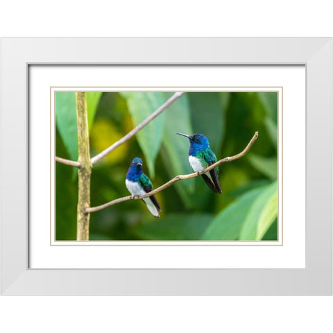 Caribbean-Trinidad-Asa Wright Nature Center Male white-necked jacobin hummingbirds on limb  White Modern Wood Framed Art Print with Double Matting by Jaynes Gallery
