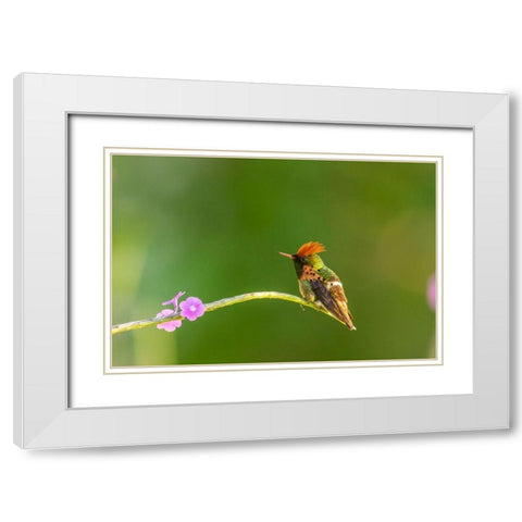 Caribbean-Trinidad-Asa Wright Nature Center Male tufted coquette hummingbird and vervine flower  White Modern Wood Framed Art Print with Double Matting by Jaynes Gallery