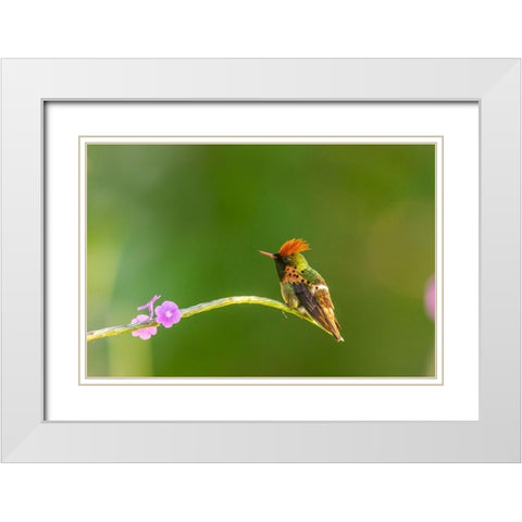 Caribbean-Trinidad-Asa Wright Nature Center Male tufted coquette hummingbird and vervine flower  White Modern Wood Framed Art Print with Double Matting by Jaynes Gallery
