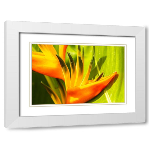 Caribbean-Trinidad-Asa Wright Nature Center Bird of paradise blossom  White Modern Wood Framed Art Print with Double Matting by Jaynes Gallery
