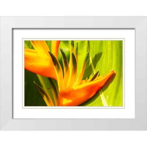 Caribbean-Trinidad-Asa Wright Nature Center Bird of paradise blossom  White Modern Wood Framed Art Print with Double Matting by Jaynes Gallery