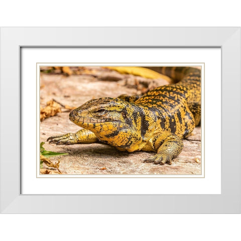 Caribbean-Trinidad-Asa Wright Nature Center Tegu lizard close-up  White Modern Wood Framed Art Print with Double Matting by Jaynes Gallery