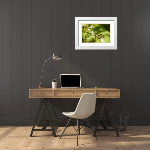 Caribbean-Trinidad-Asa Wright Nature Center Agnosia clearwing butterfly feeding  White Modern Wood Framed Art Print with Double Matting by Jaynes Gallery