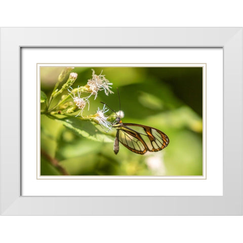 Caribbean-Trinidad-Asa Wright Nature Center Agnosia clearwing butterfly feeding  White Modern Wood Framed Art Print with Double Matting by Jaynes Gallery