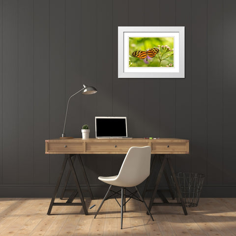 Caribbean-Trinidad-Asa Wright Nature Center Butterfly feeding  White Modern Wood Framed Art Print with Double Matting by Jaynes Gallery