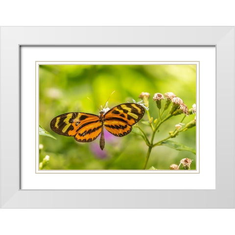 Caribbean-Trinidad-Asa Wright Nature Center Butterfly feeding  White Modern Wood Framed Art Print with Double Matting by Jaynes Gallery