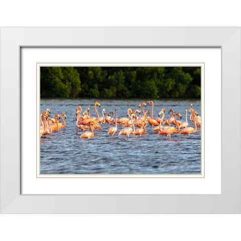 Caribbean-Trinidad-Caroni Swamp American greater flamingos in water  White Modern Wood Framed Art Print with Double Matting by Jaynes Gallery