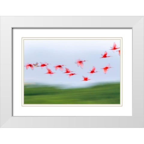 Caribbean-Trinidad-Caroni Swamp Blur of scarlet ibis birds in flight  White Modern Wood Framed Art Print with Double Matting by Jaynes Gallery