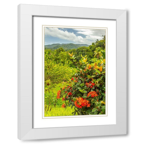 Caribbean-Trinidad Tropical jungle landscape with flowers  White Modern Wood Framed Art Print with Double Matting by Jaynes Gallery