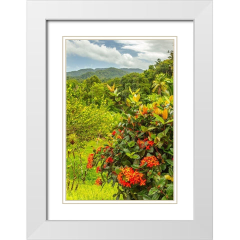 Caribbean-Trinidad Tropical jungle landscape with flowers  White Modern Wood Framed Art Print with Double Matting by Jaynes Gallery
