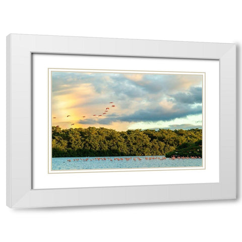 Caribbean-Trinidad-Caroni Swamp Scarlet ibis birds in flight and flamingos in water  White Modern Wood Framed Art Print with Double Matting by Jaynes Gallery