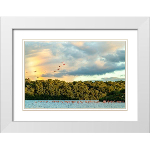 Caribbean-Trinidad-Caroni Swamp Scarlet ibis birds in flight and flamingos in water  White Modern Wood Framed Art Print with Double Matting by Jaynes Gallery