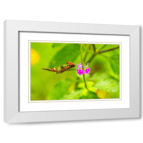 Caribbean-Trinidad-Asa Wright Nature Center Female tufted coquette hummingbird feeding  White Modern Wood Framed Art Print with Double Matting by Jaynes Gallery