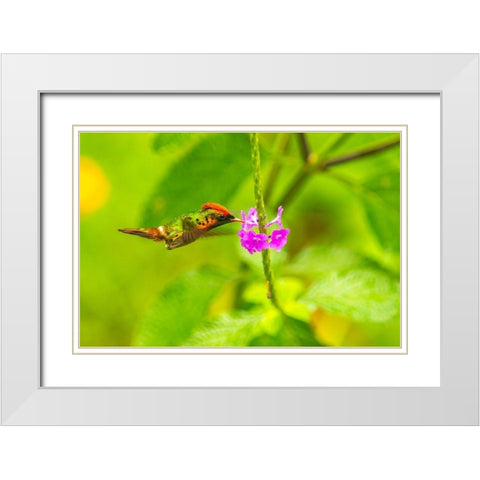 Caribbean-Trinidad-Asa Wright Nature Center Female tufted coquette hummingbird feeding  White Modern Wood Framed Art Print with Double Matting by Jaynes Gallery