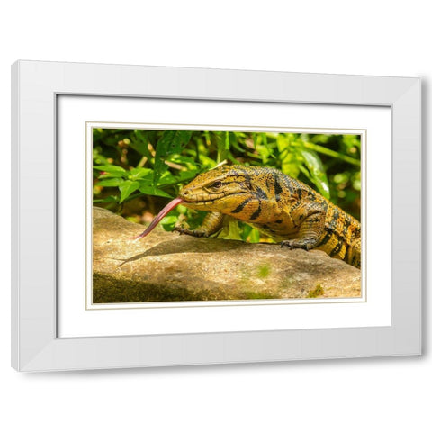 Caribbean-Trinidad-Asa Wright Nature Center Tegu lizard close-up  White Modern Wood Framed Art Print with Double Matting by Jaynes Gallery