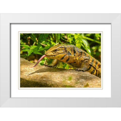 Caribbean-Trinidad-Asa Wright Nature Center Tegu lizard close-up  White Modern Wood Framed Art Print with Double Matting by Jaynes Gallery
