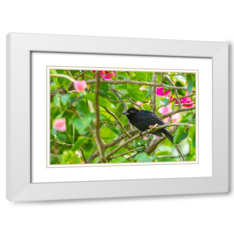 Caribbean-Trinidad-Asa Wright Nature Center Male white-lined tanager bird on limb  White Modern Wood Framed Art Print with Double Matting by Jaynes Gallery