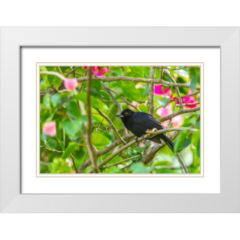Caribbean-Trinidad-Asa Wright Nature Center Male white-lined tanager bird on limb  White Modern Wood Framed Art Print with Double Matting by Jaynes Gallery