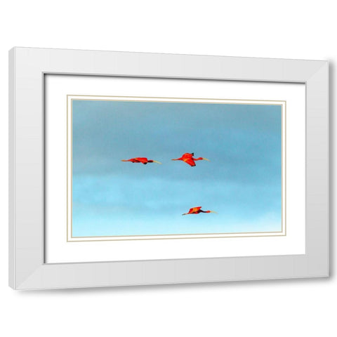 Caribbean-Trinidad-Caroni Swamp Scarlet ibis birds in flight  White Modern Wood Framed Art Print with Double Matting by Jaynes Gallery