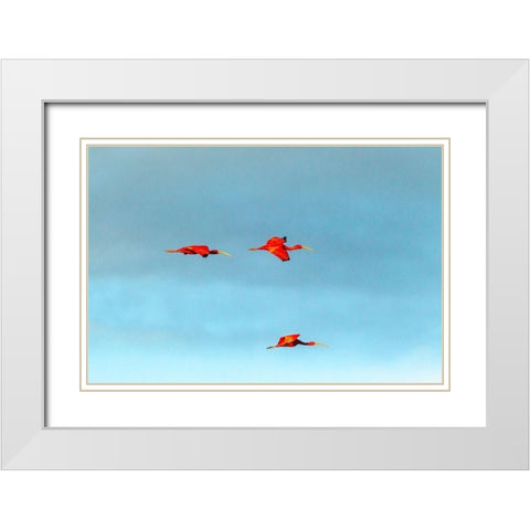 Caribbean-Trinidad-Caroni Swamp Scarlet ibis birds in flight  White Modern Wood Framed Art Print with Double Matting by Jaynes Gallery